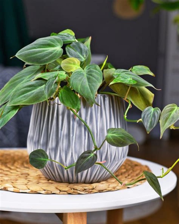 How to care for a vining philodendron?