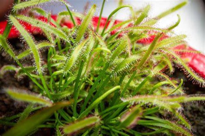 How to care for drosera?