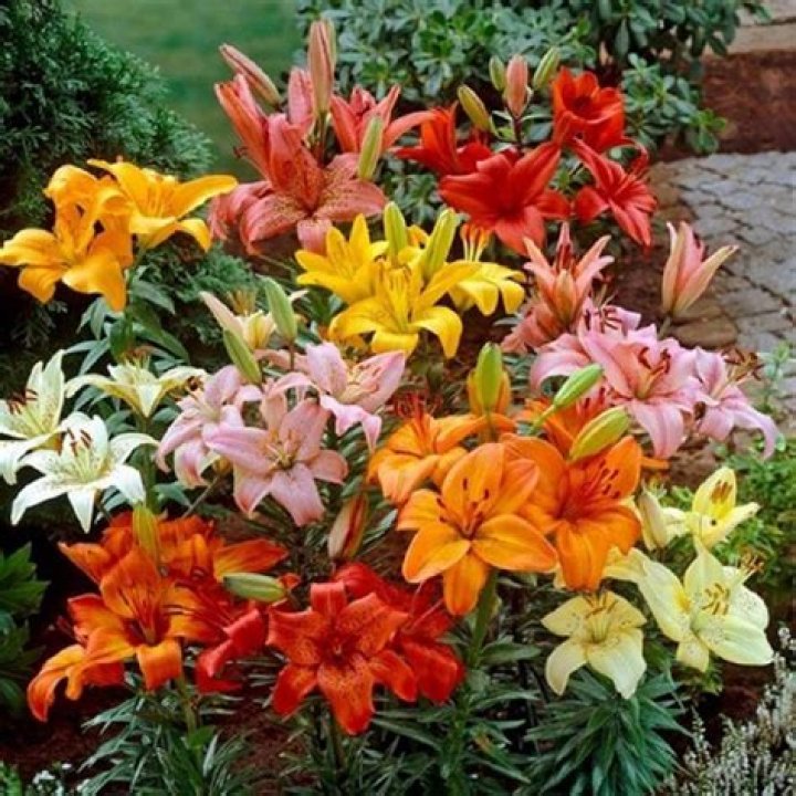 How to care for lilies?