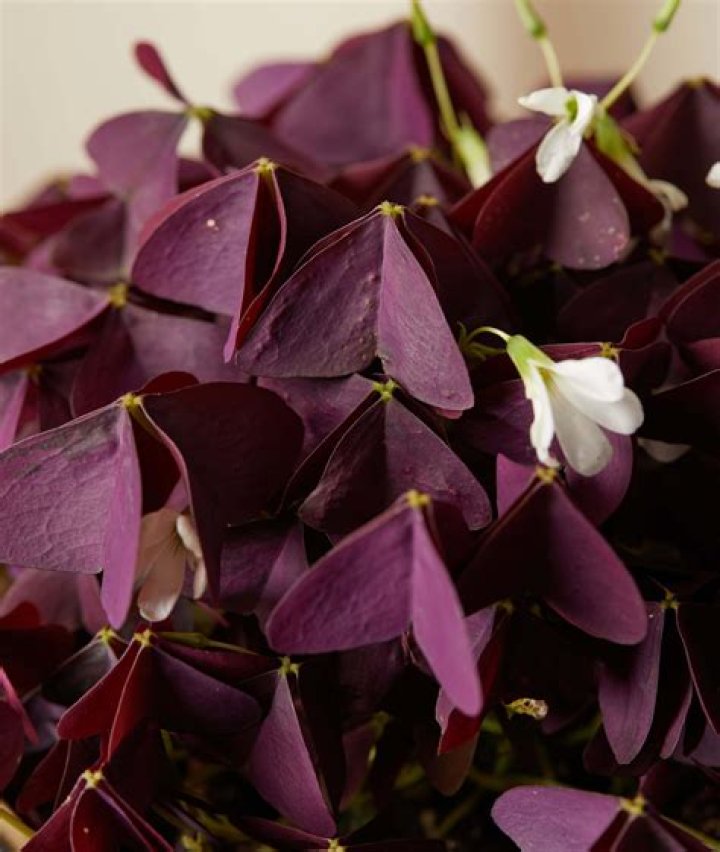 How to care for oxalis plants?