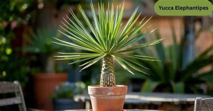 How to care for yucca elephantipes?