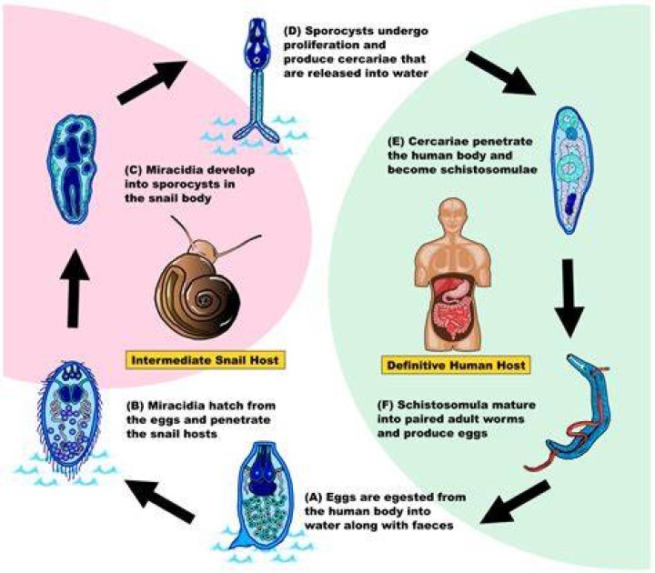 How to control bilharzia?
