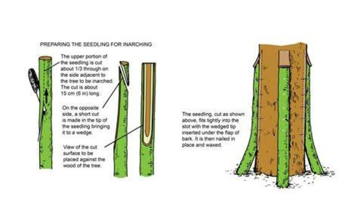 How to do inarching?