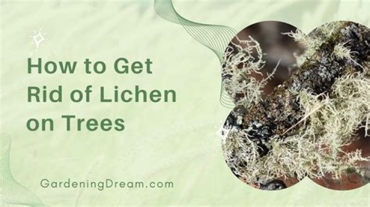 How to eliminate lichen?