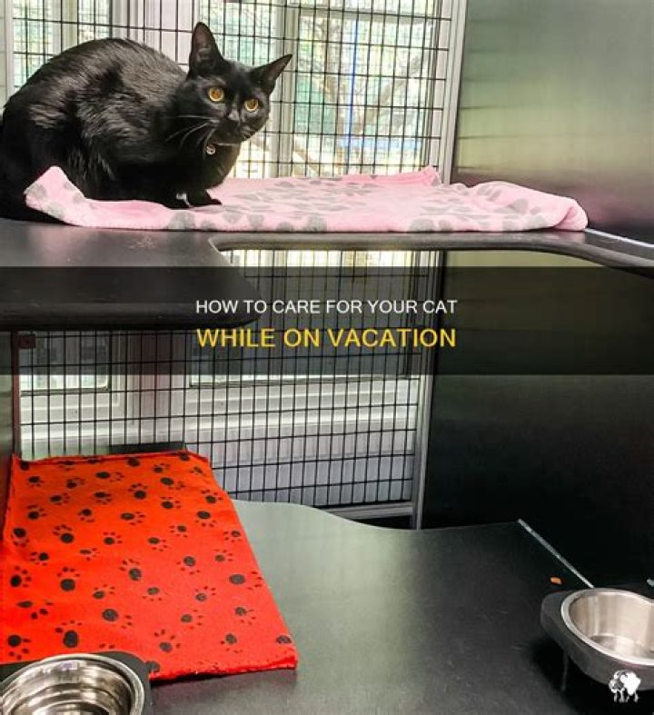 How to entertain a cat while you're at work?