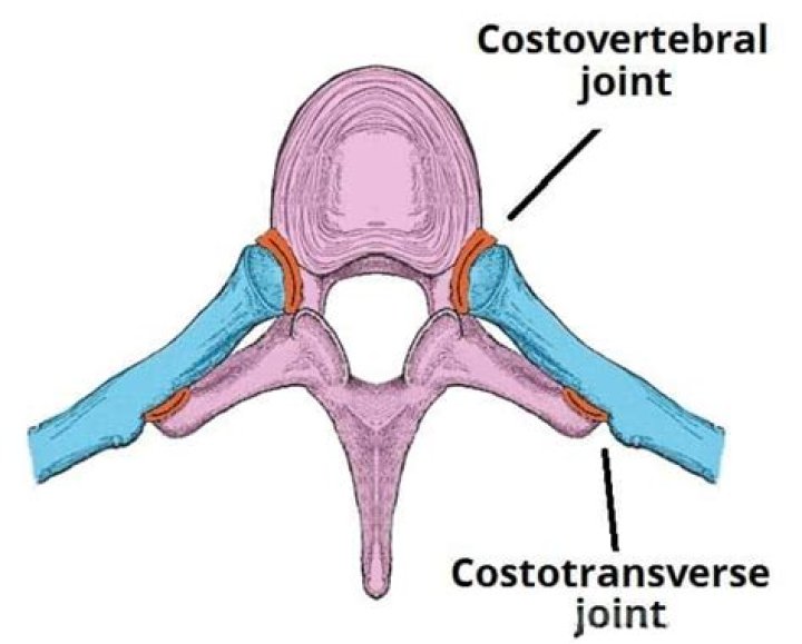 How to explain costovertebral angle?