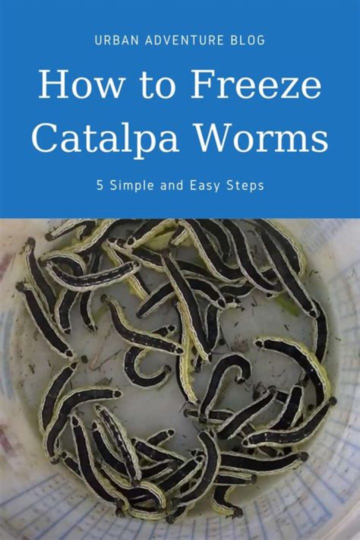 How to freeze catalpa worms?