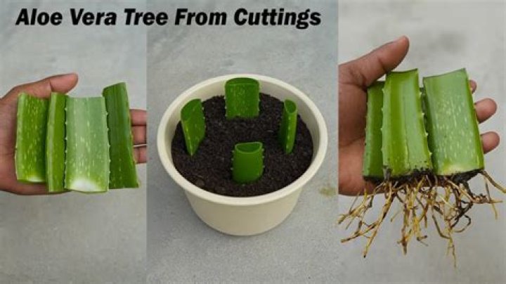 How to get aloe out of aloe vera?