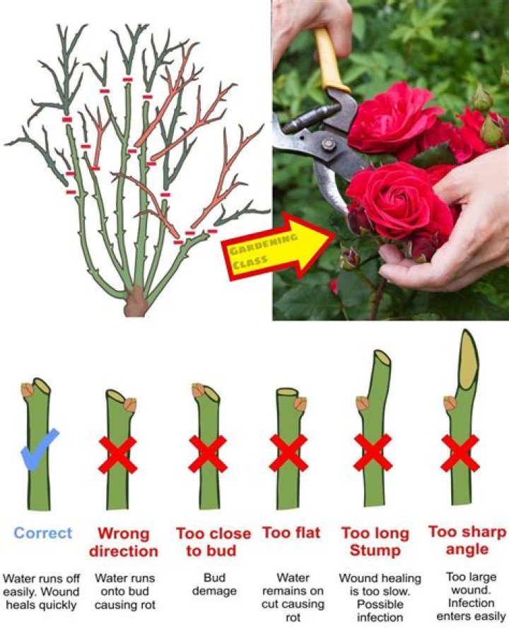 How to get cutting off rose bush?