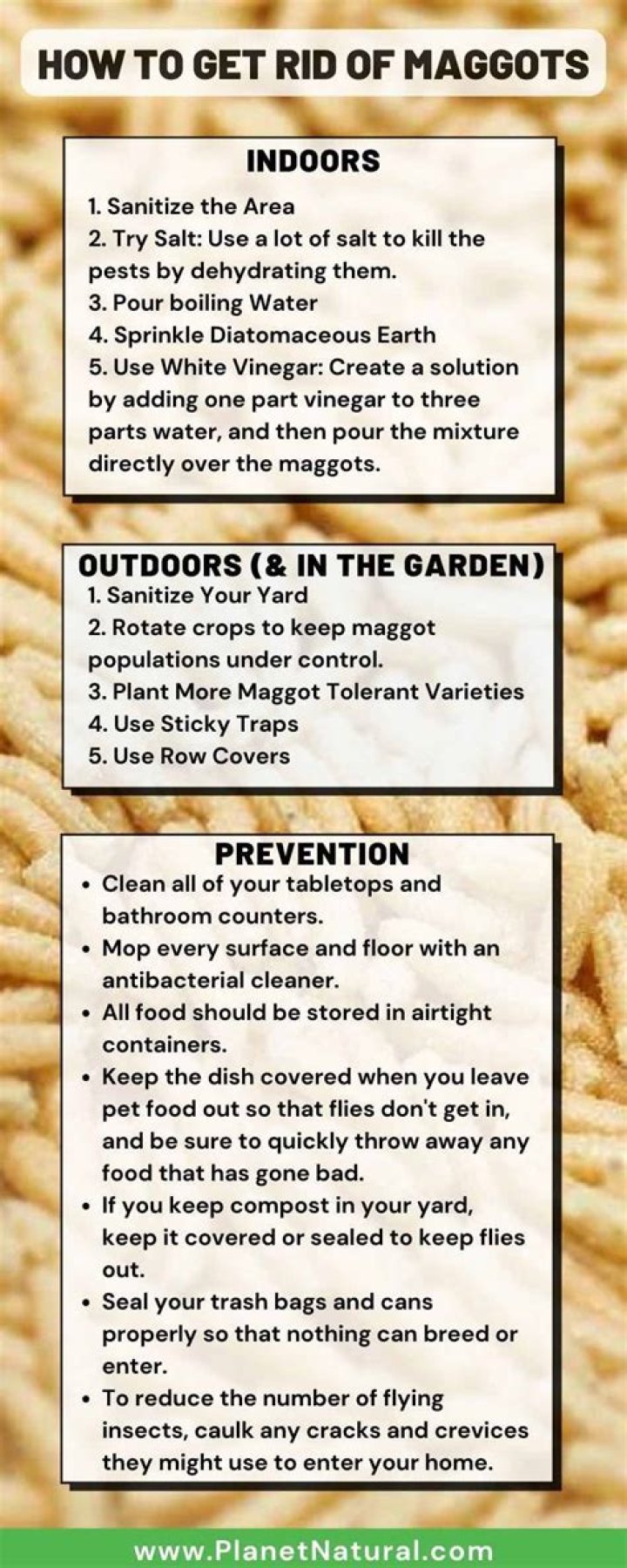 How to get rid of rat-tailed maggots?