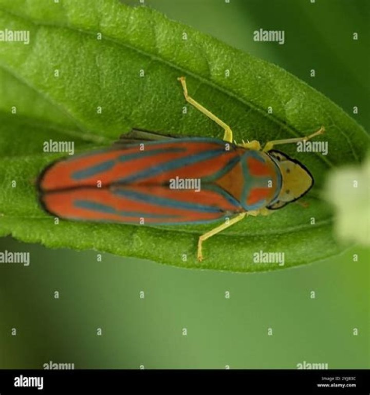 How to get rid of red banded leafhopper?
