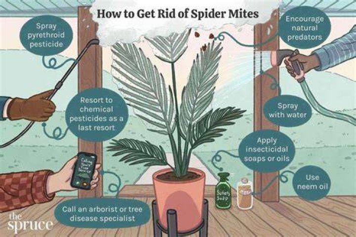 How to get rid of spider mites?