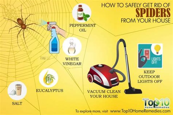 How to get rid of spiders?