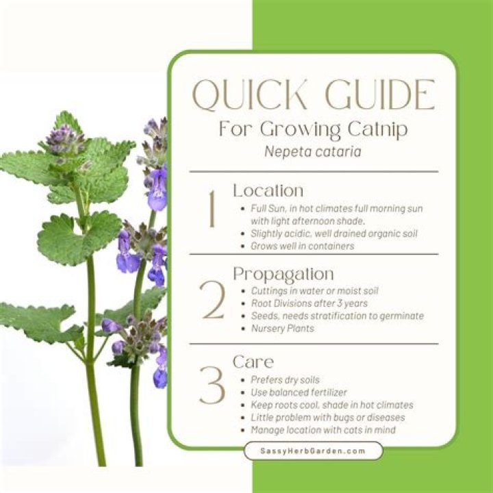 How to grow and use catnip?