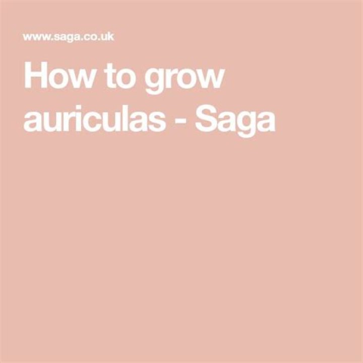 How to grow auriculas?