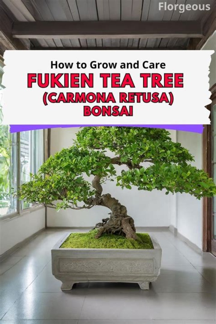 How to grow fukien tea from cuttings?