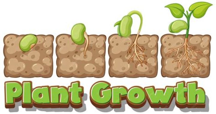 How to grow musa velutina from seed?