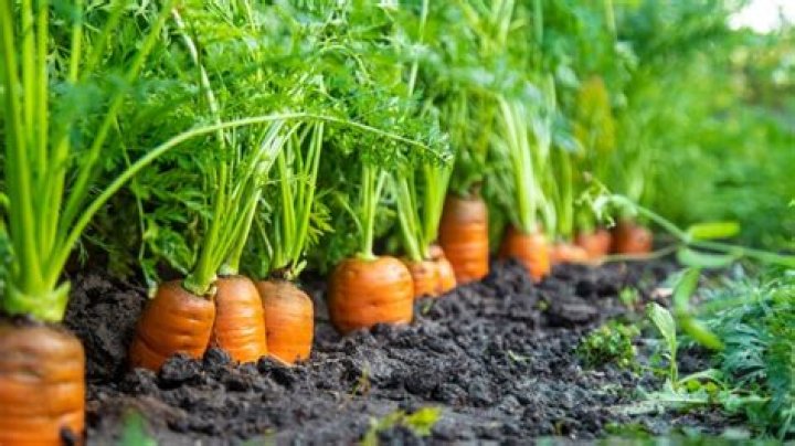 How to grow the carrot?