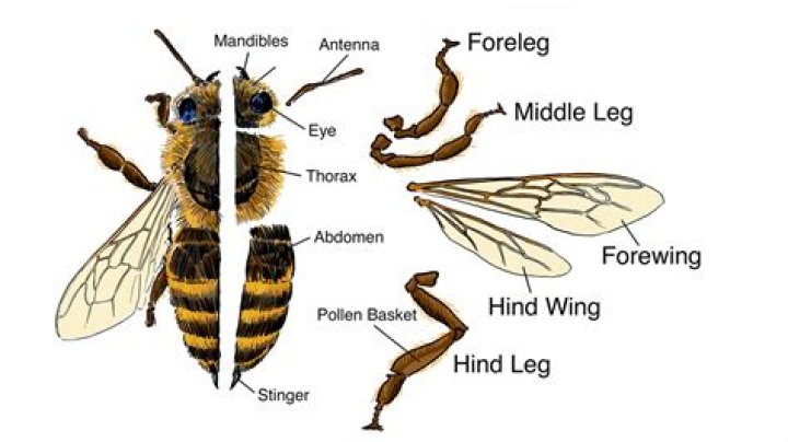 How to help a bee with a broken wing?