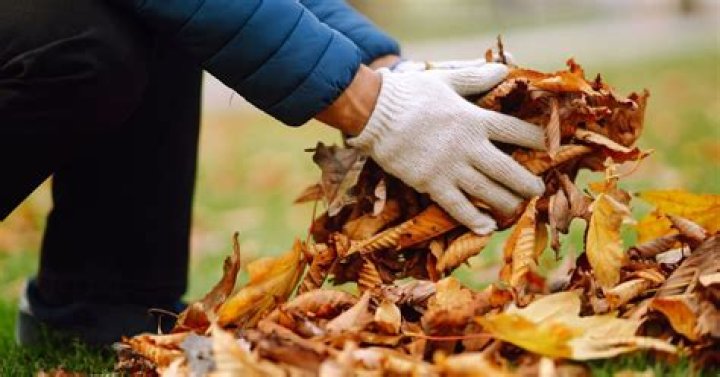 How to keep fallen leaves fresh?