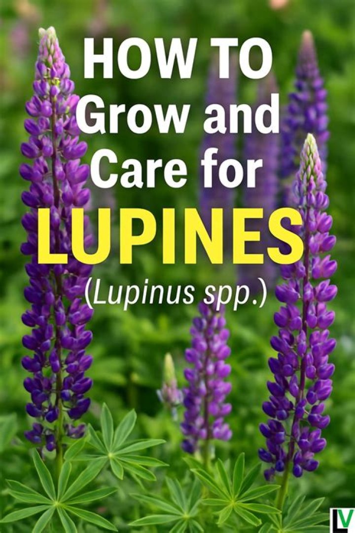 How to look after lupinus?