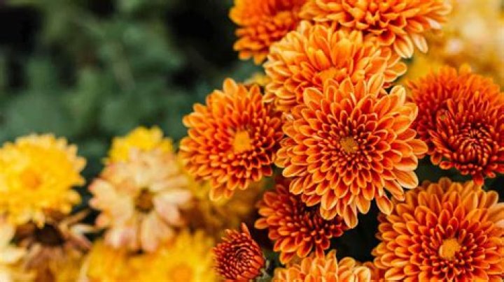How to plant chrysanthemum snowland?