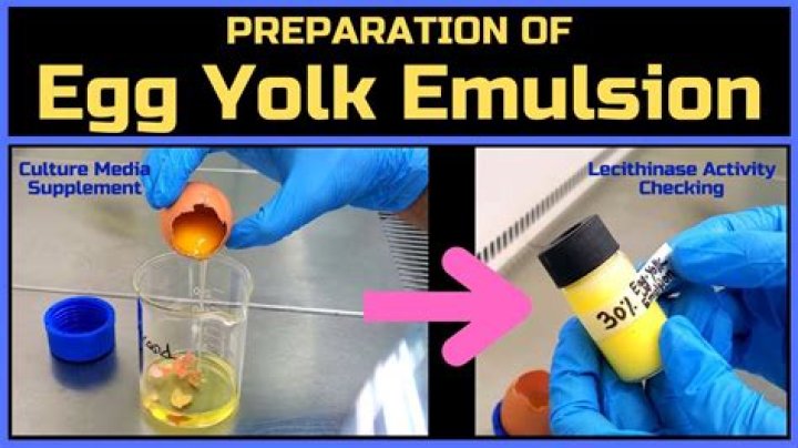How to prepare egg yolk emulsion?
