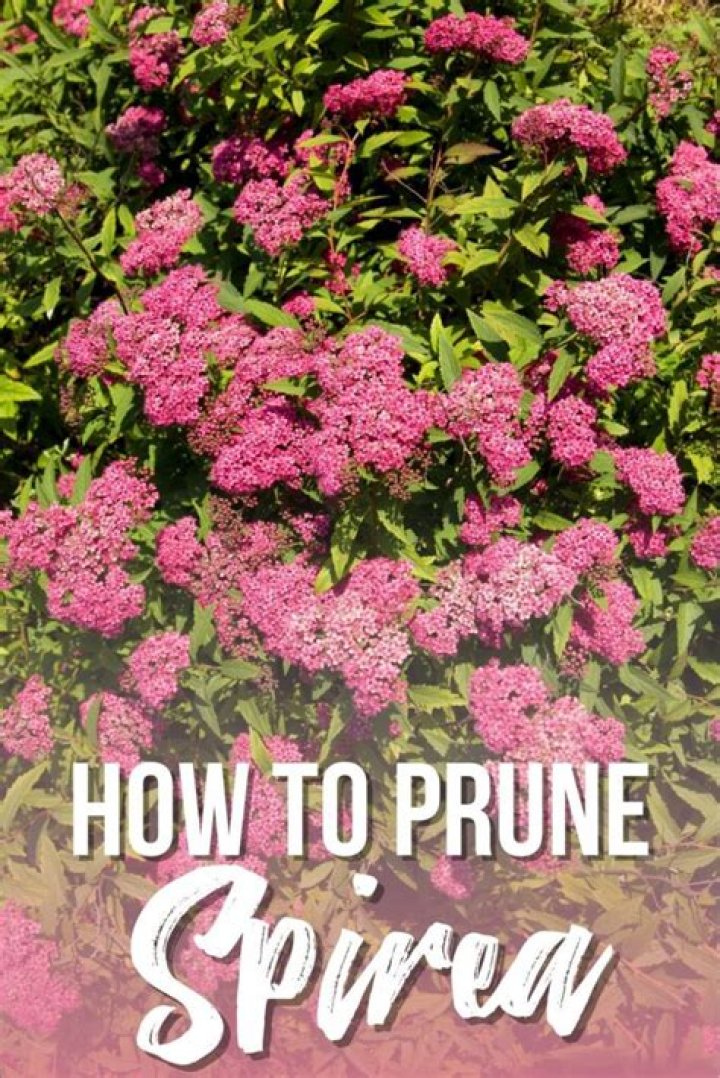How to prune spring flowering spirea?