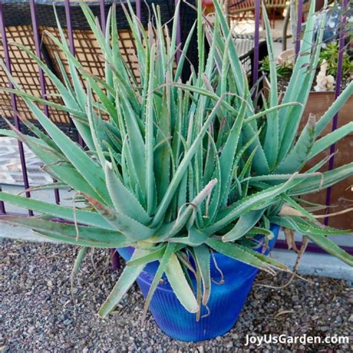 How to save an aloe plant that froze?