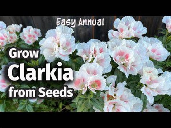 How to save clarkia seeds?