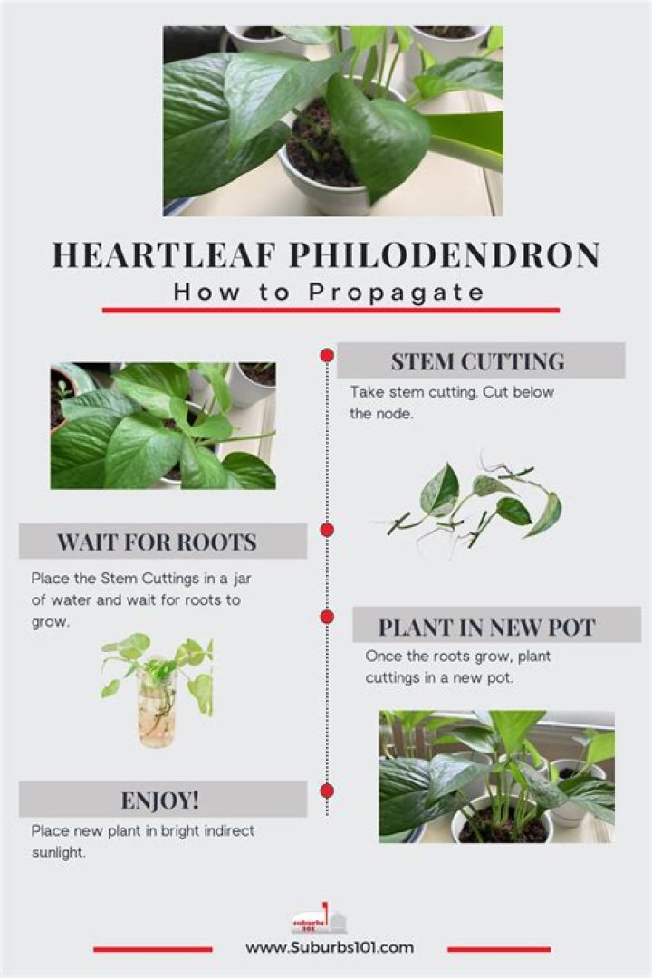 How to save heartleaf philodendron?