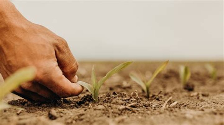 How to stagger corn planting?