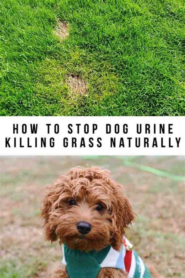 How to stop male dog urine from killing grass?
