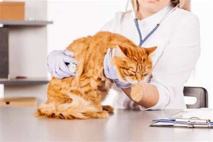 How to treat mange in feral cats?