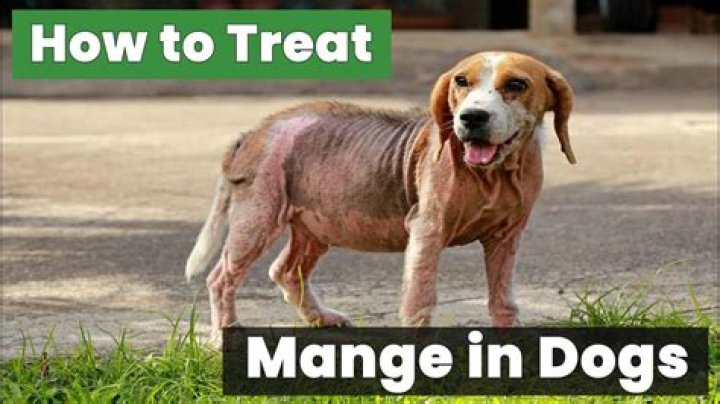 How to treat mange?