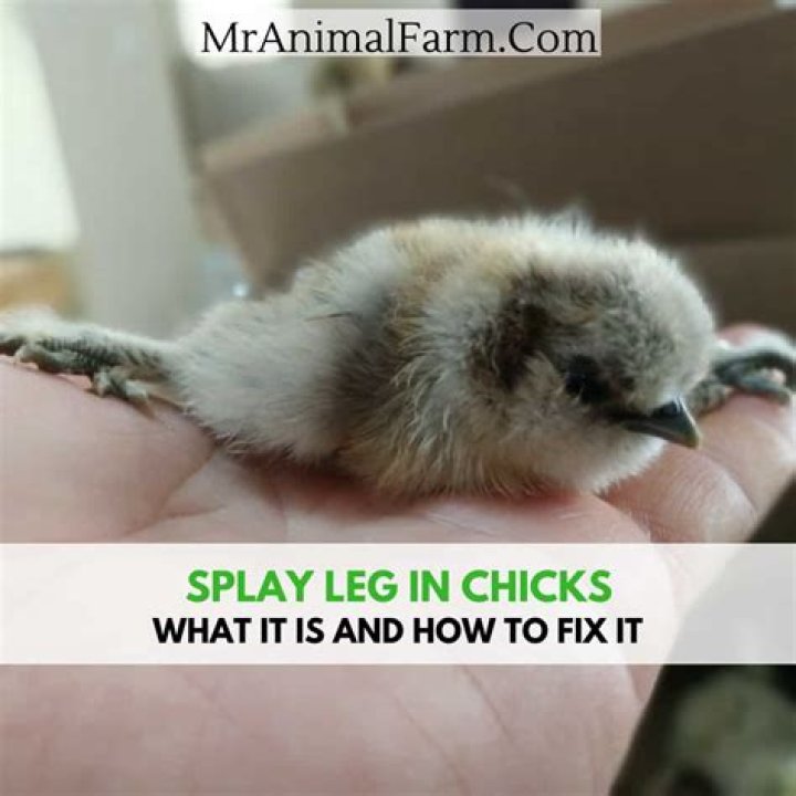 How to treat splayed legs in chicks?