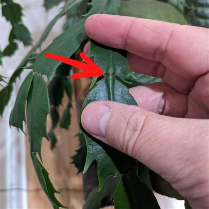 How to trim a screw pine?