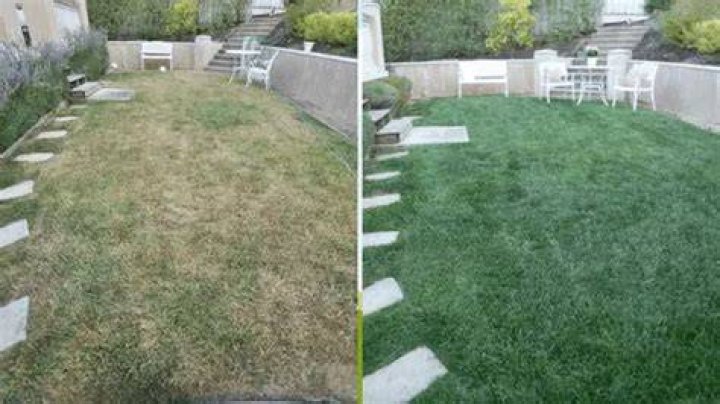 How to turn brown grass green fast?