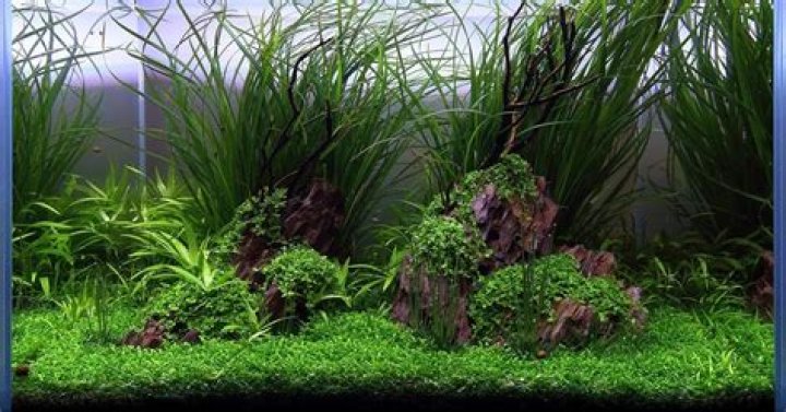 How vallisneria protect themselves?