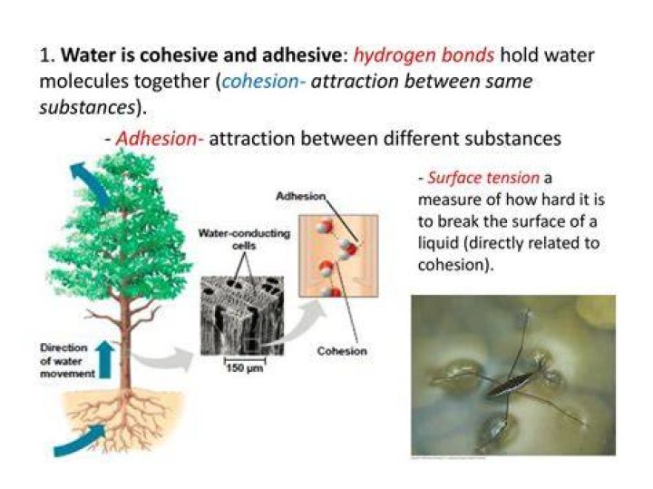 How water influences the cohesion of unconsolidated sediment?