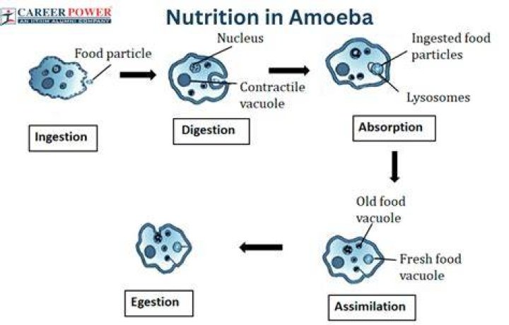 In amoeba food is digested in which part?