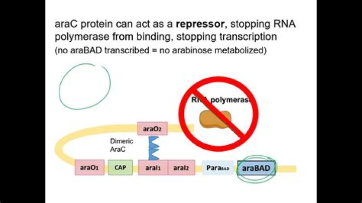 In arabinose operon the arac protein functions as?
