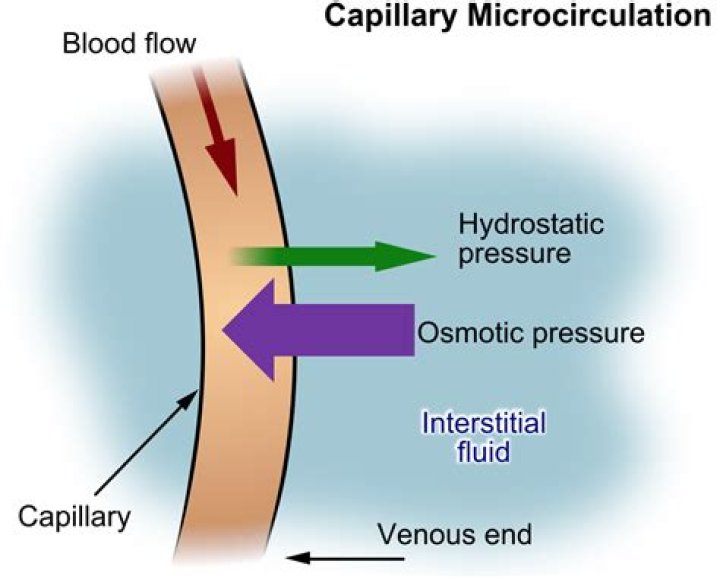 In capillary osmotic pressure?