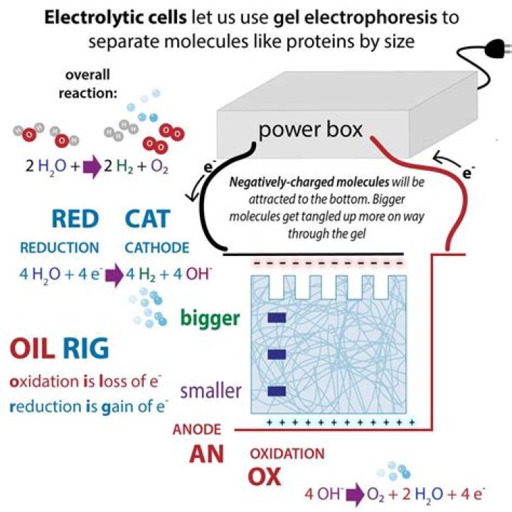 In electrophoresis is anode positive or negative?