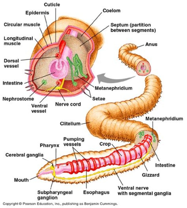 In excretory system of annelida segmented nephridia is?