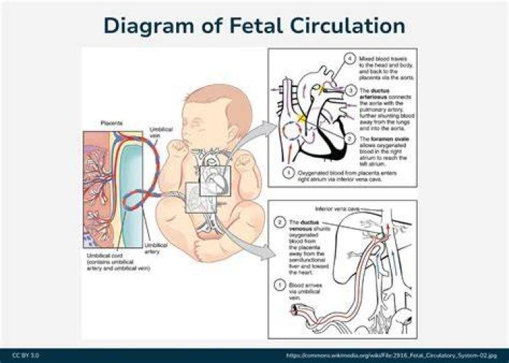 In foetal circulation the heart of foetus has?