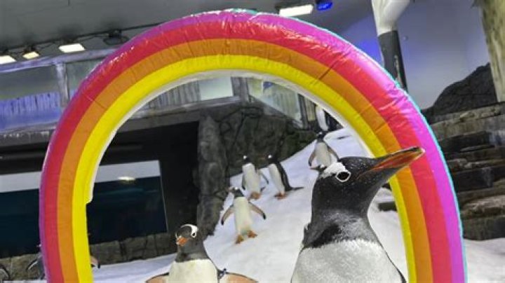 In gotham is penguin gay?