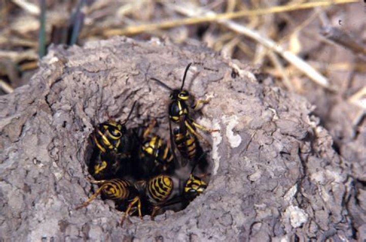 In ground hornets nest?