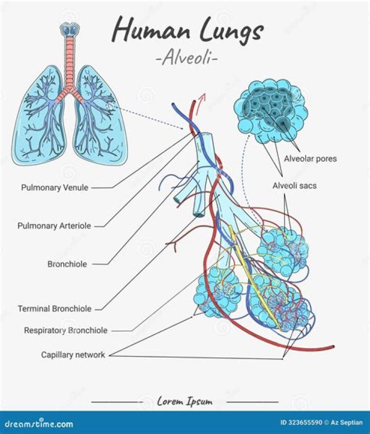 In human lungs are lodged in?