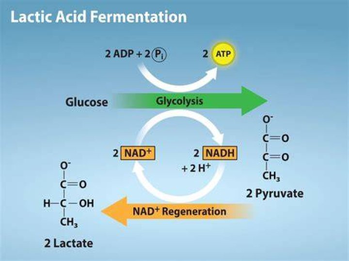 In lactic acid fermentation?